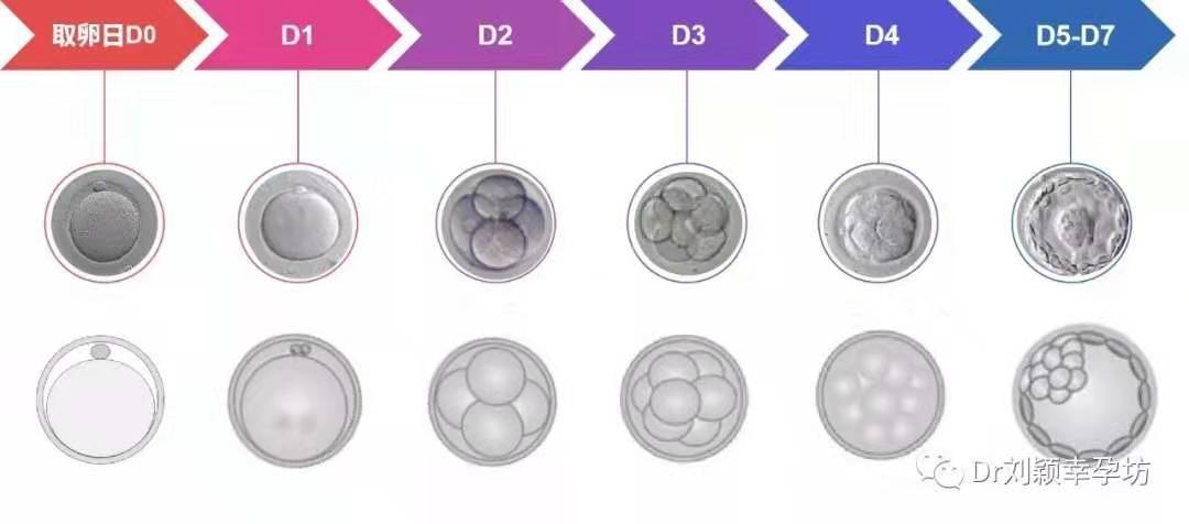 刘医生带您走进胚胎培养室2 什么样的受精卵可以用 试管婴儿 试管婴儿
