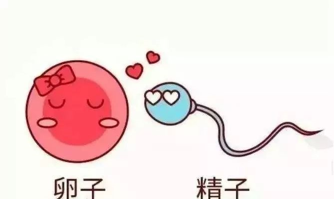 然而成年男子一次正常射出精子约有4~6亿个,大部分精子在前往与卵子"