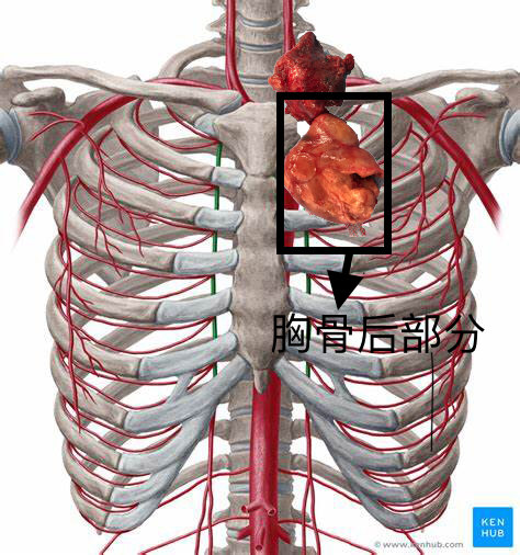 談談胸骨後甲狀腺腫手術治療的要點