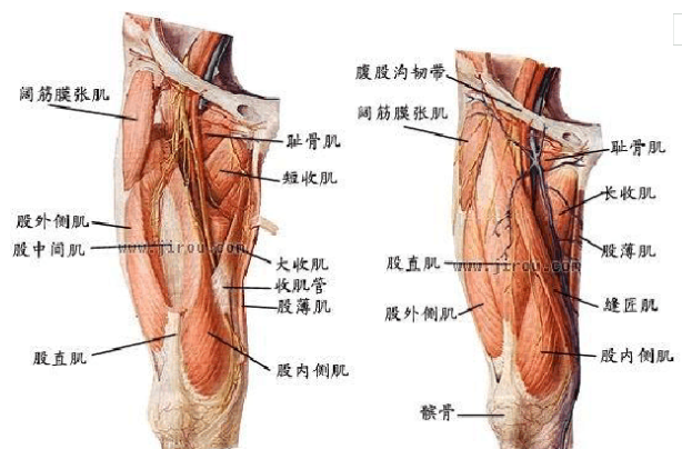 3)后侧,主要为腘绳肌,共三块,腘绳肌通常由半腱肌,半膜肌和股二头肌三