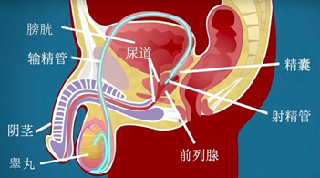 任何使尿道内括约肌收缩(关闭后路)及尿道外括约肌松弛(打开前路)发生