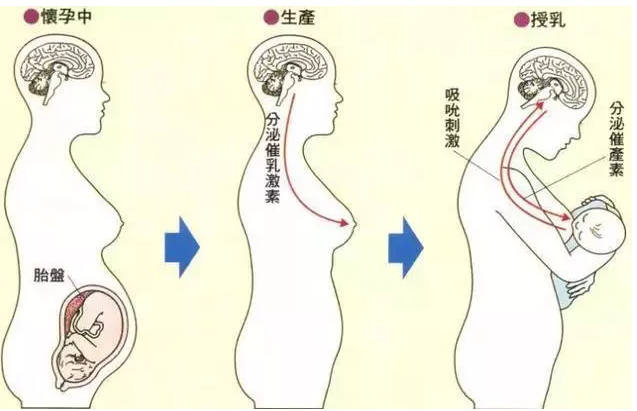 乳房結構知多少? - 好大夫在線