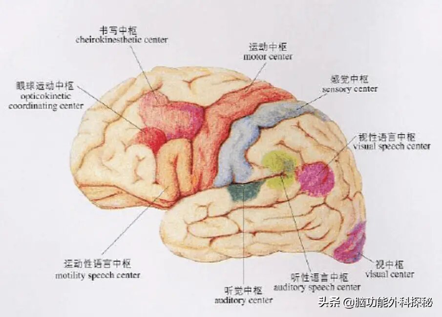 大脑语言区域布置图片图片