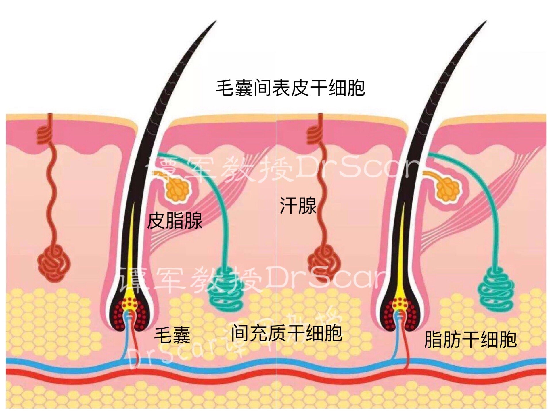 图1:与皮肤修复相关的干细胞包括一线的毛囊间表皮干细胞,二线的皮肤