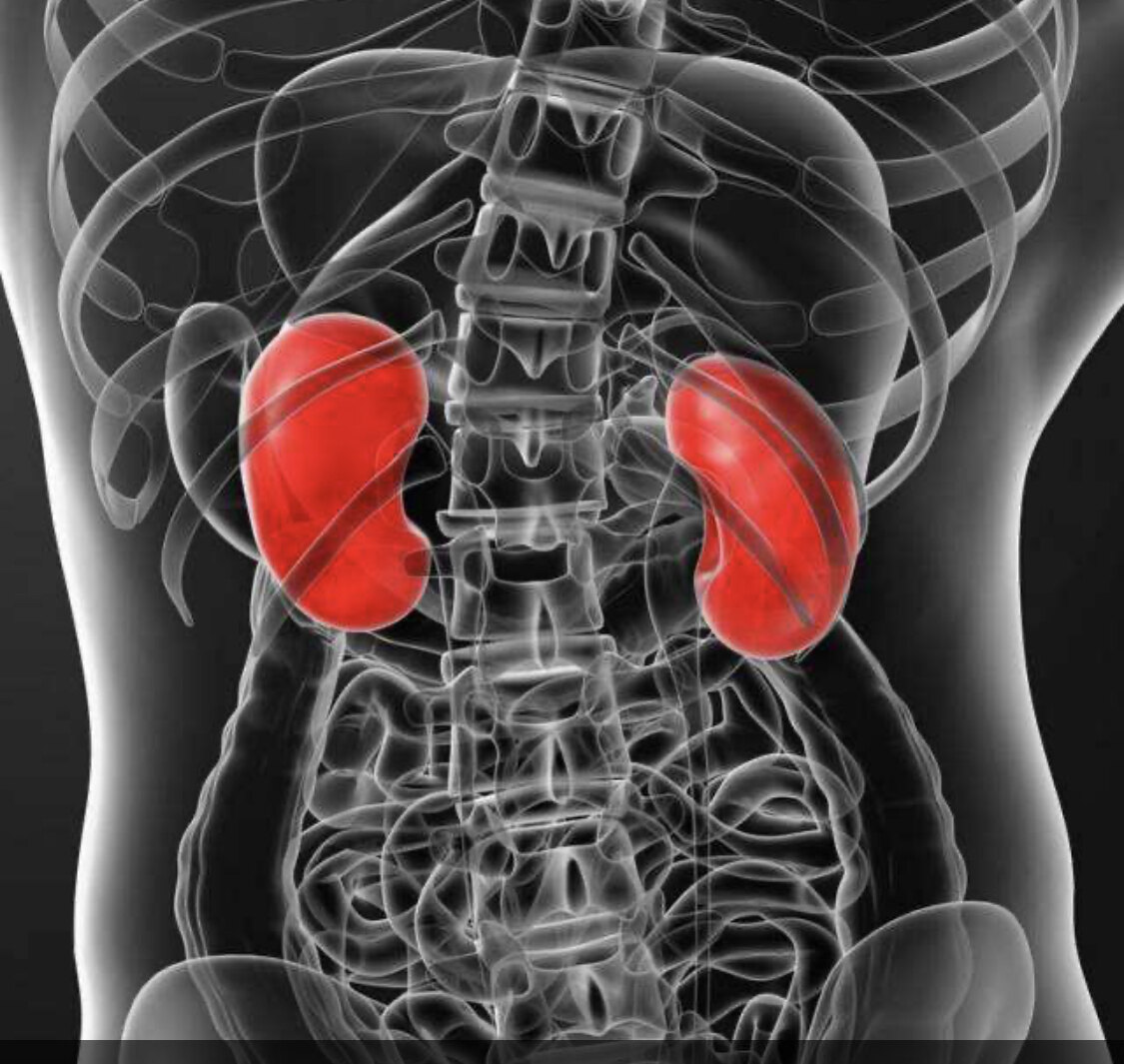 肾脏位置,大小和结构吗?人体有左右两个肾脏,分别位于腰部脊柱的两旁