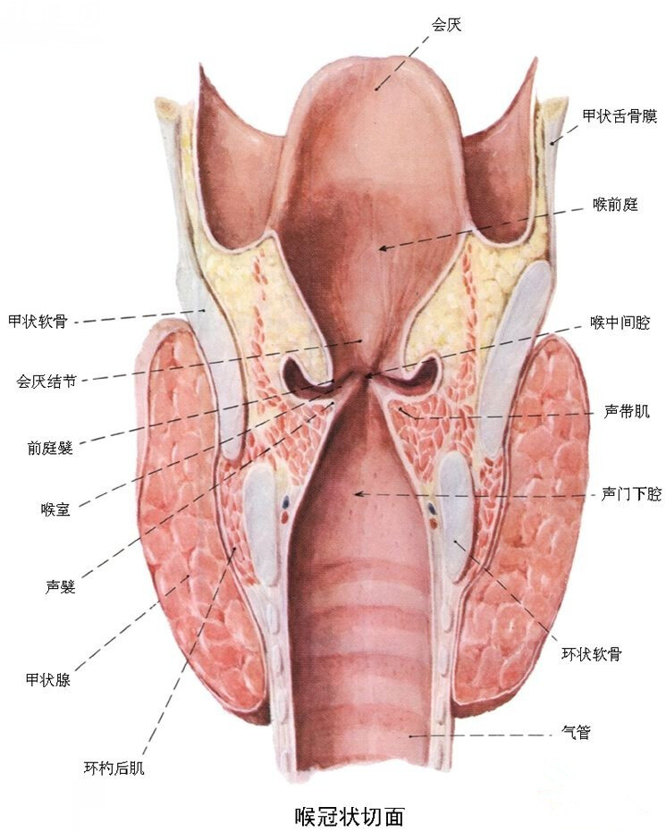 喉癌在哪个位置图片图片