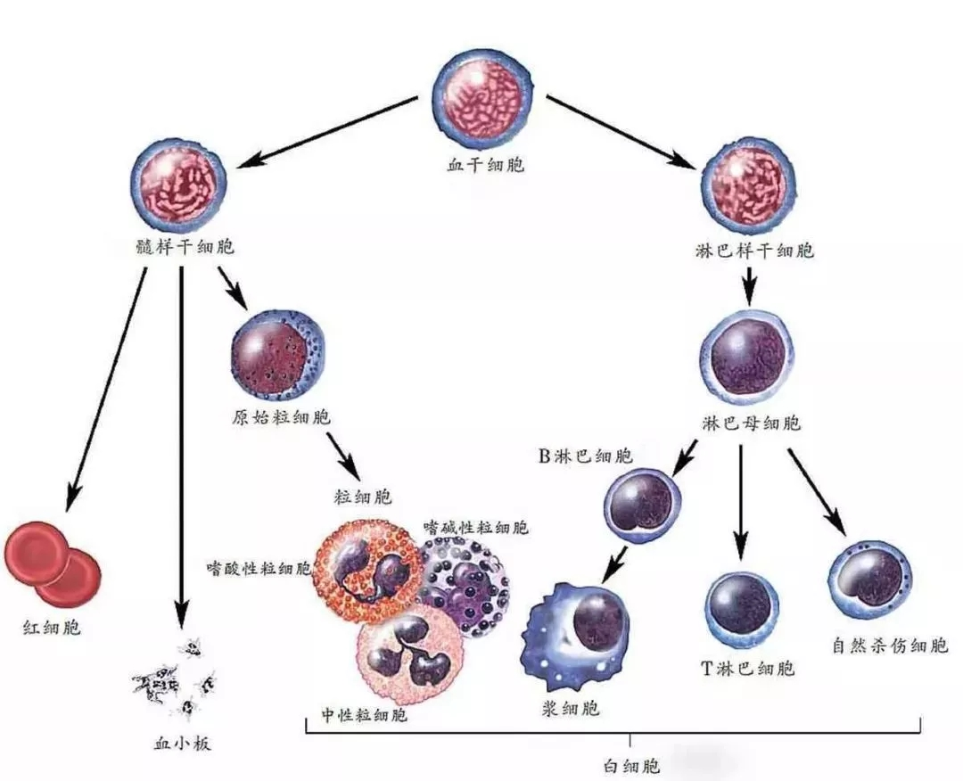 骨髓血细胞分化发育图图片