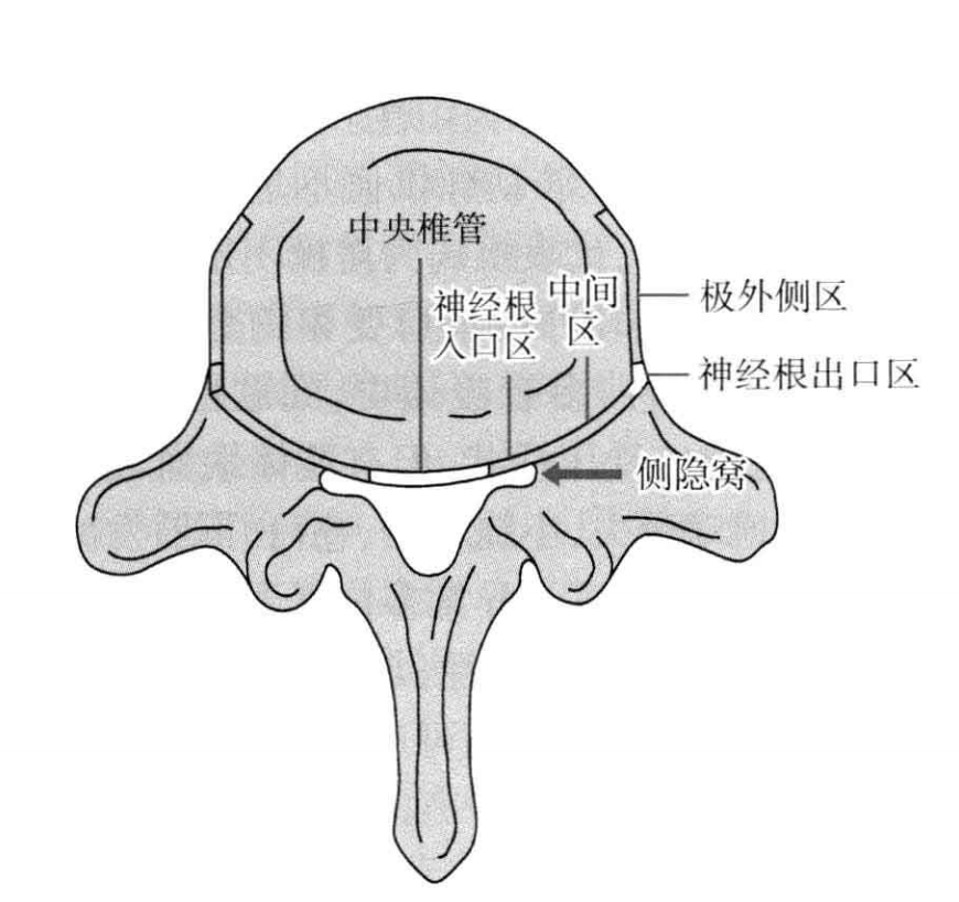 椎管结构图图片