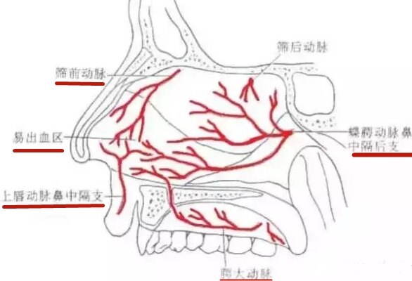 <!--HAODF:8:bichuxue-->鼻出血<!--HAODF:/8:bichuxue-->_副本.jpg