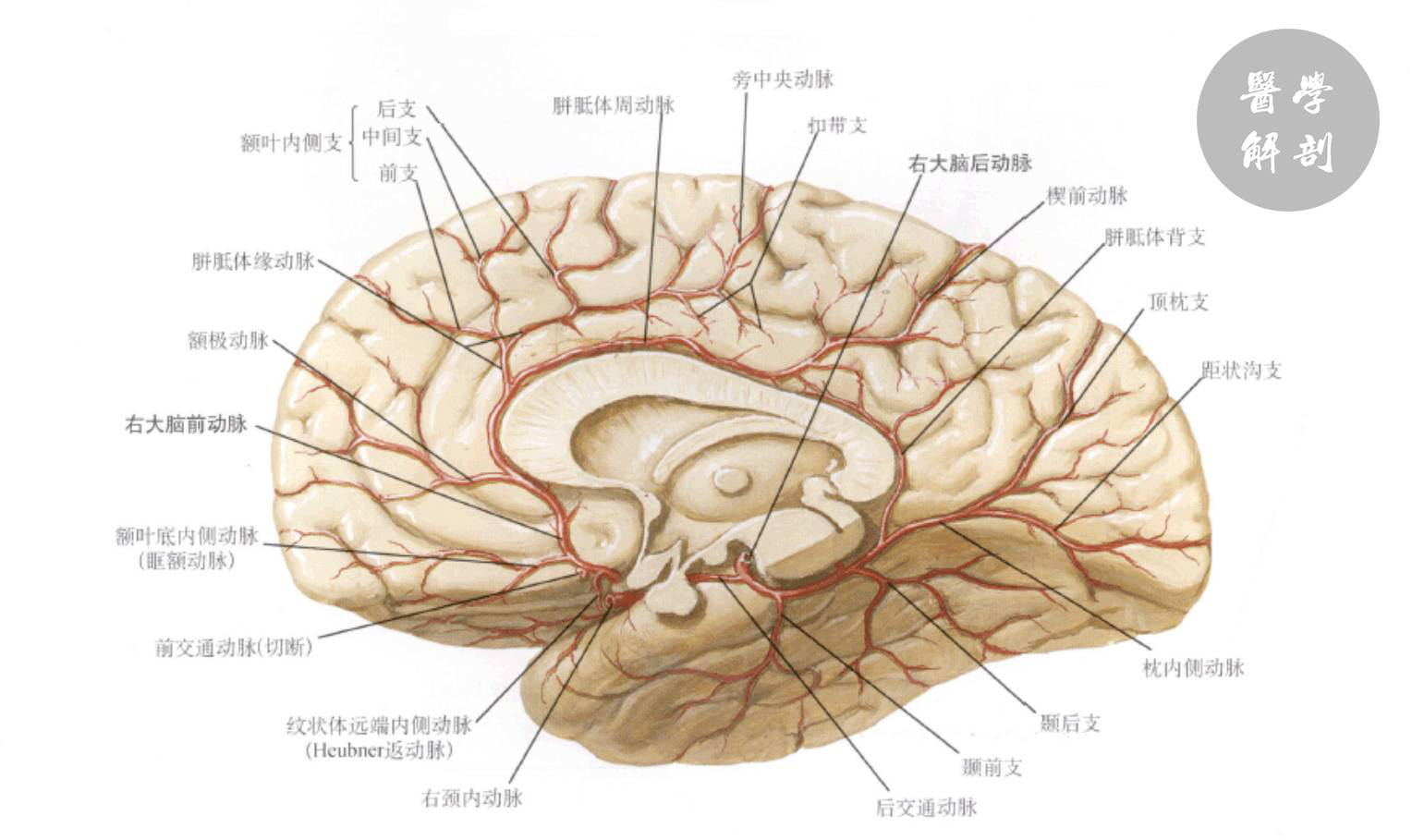 大脑前动脉的临床解剖及应用? 