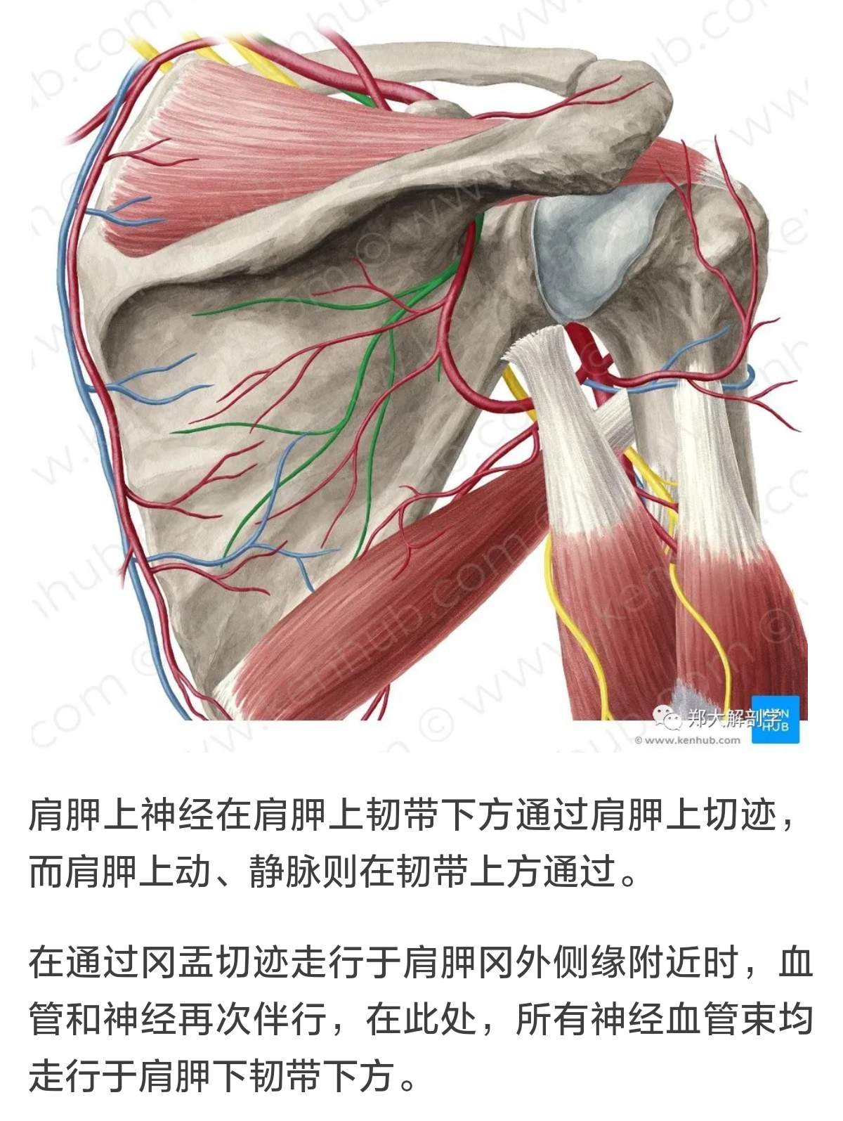 肩痛:肩胛上神经卡压综合征～一种容易忽视的肩痛原因(专业版)