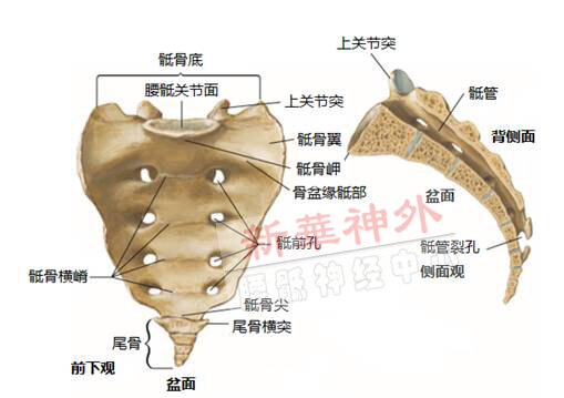 骶神经调节术(1)——骶骨解剖及手术定位 