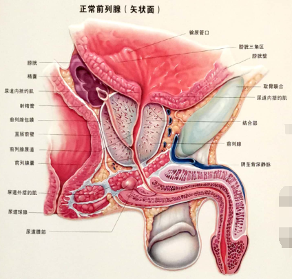 前列腺位置男图片