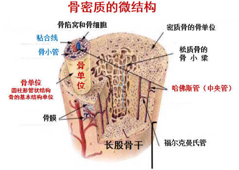 骨组织 模式图片