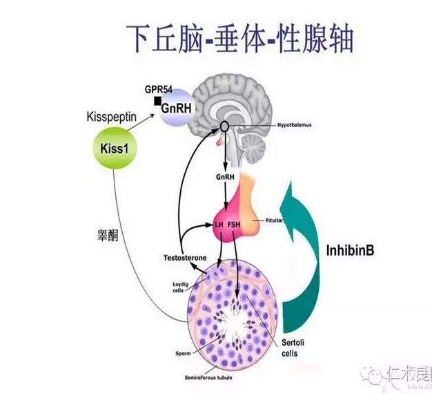 男性性腺轴图片