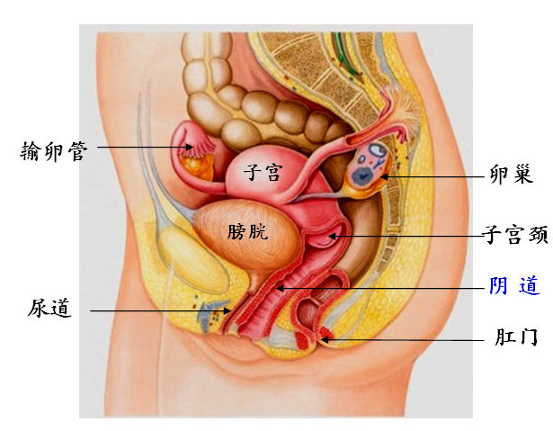 胃和子宫的位置图图片