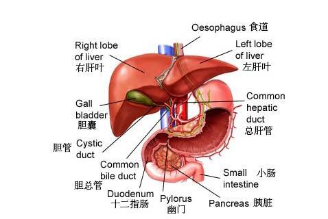 肝的解剖位置及图解图片