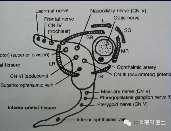 眼眶的解剖最全面的图文详解