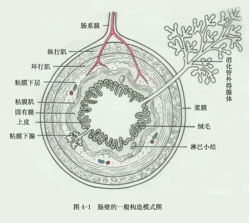 肠壁分层5层示意图图片