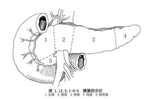 小腫瘤大手術腹腔鏡胰腺鉤突腫物剜除術1例