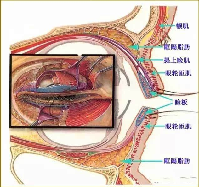 我做双眼皮的解剖2原则! - 好大夫在线