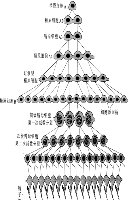 胚胎染色体异常的原因 二