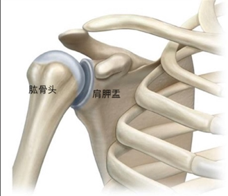 肱骨的位置图图片