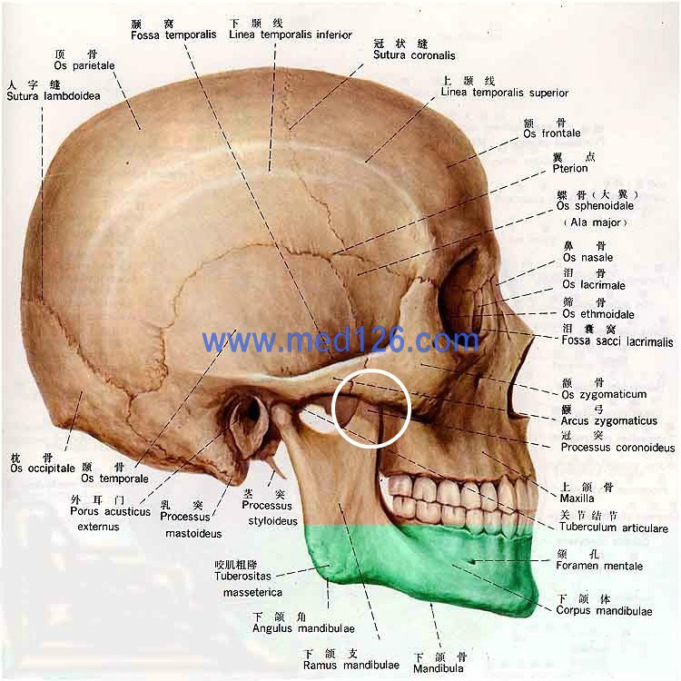 颧弓内推是有一定限度的,颧弓内推的极限决定于颧弓和下颌骨喙突之间