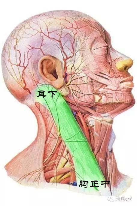 耳朵下面的肌肉图片