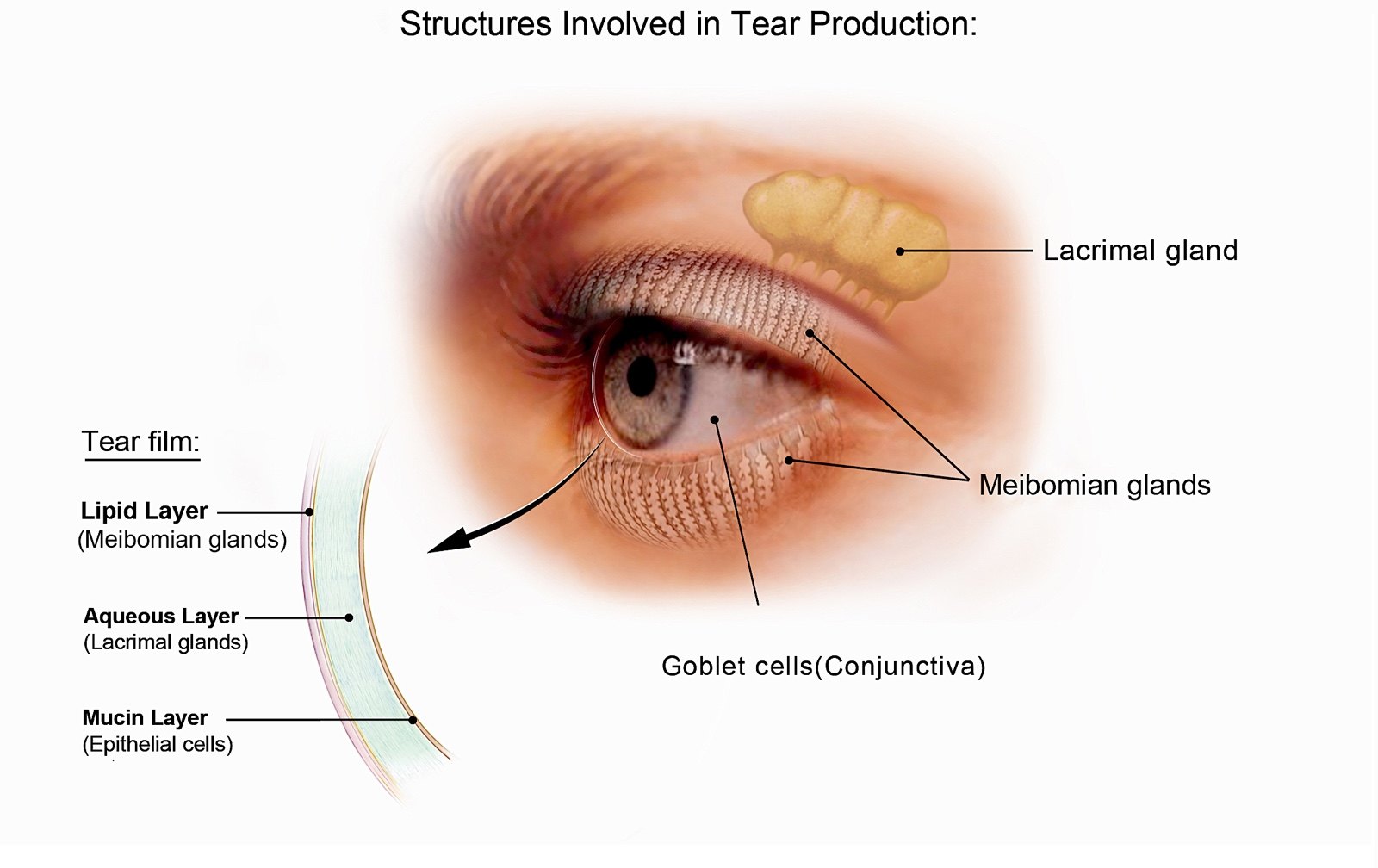 of-lacrimal-gland-meiobmian-gland-and-layers-of-tear-film