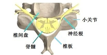 颈椎横断面.jpg