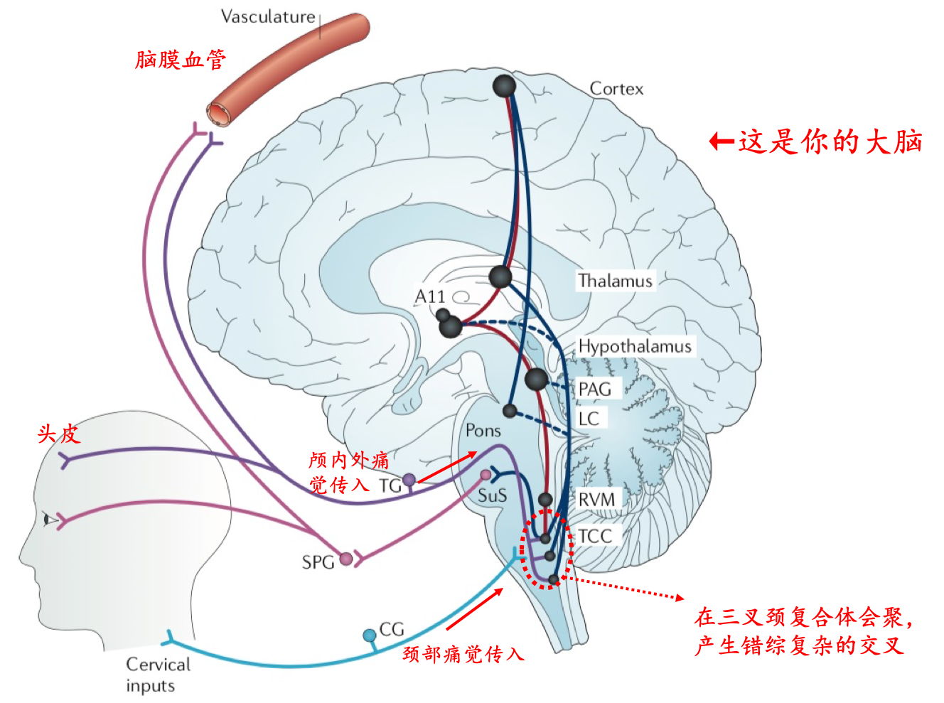 三叉颈复合体示意图.png