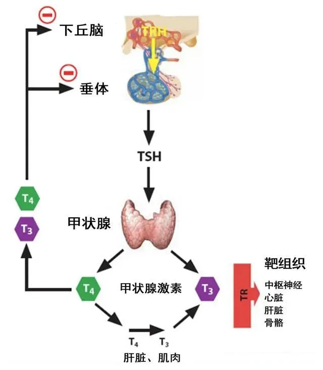 图文图片