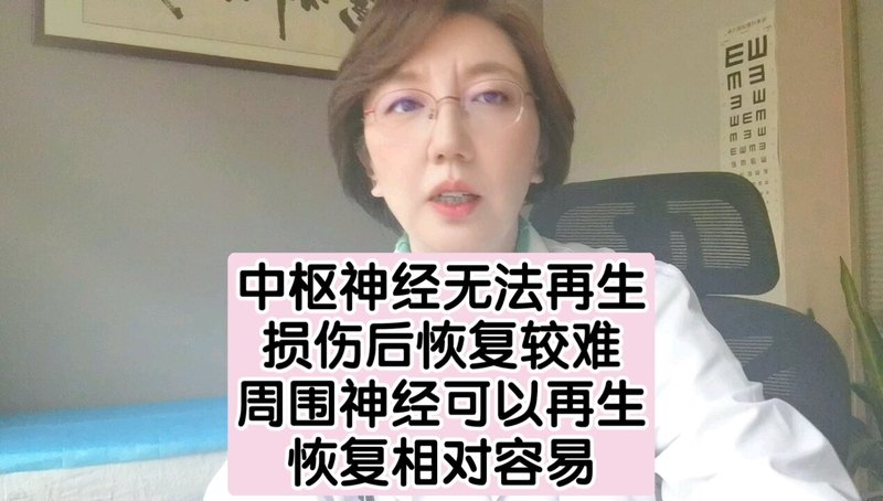 中枢神经无法再生，受损后恢复较难。
                            周围神经可以再生，恢复相对容易