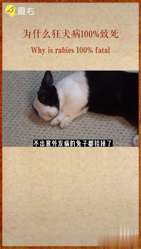为什么狂犬病100%致死，我们该怎么办？
