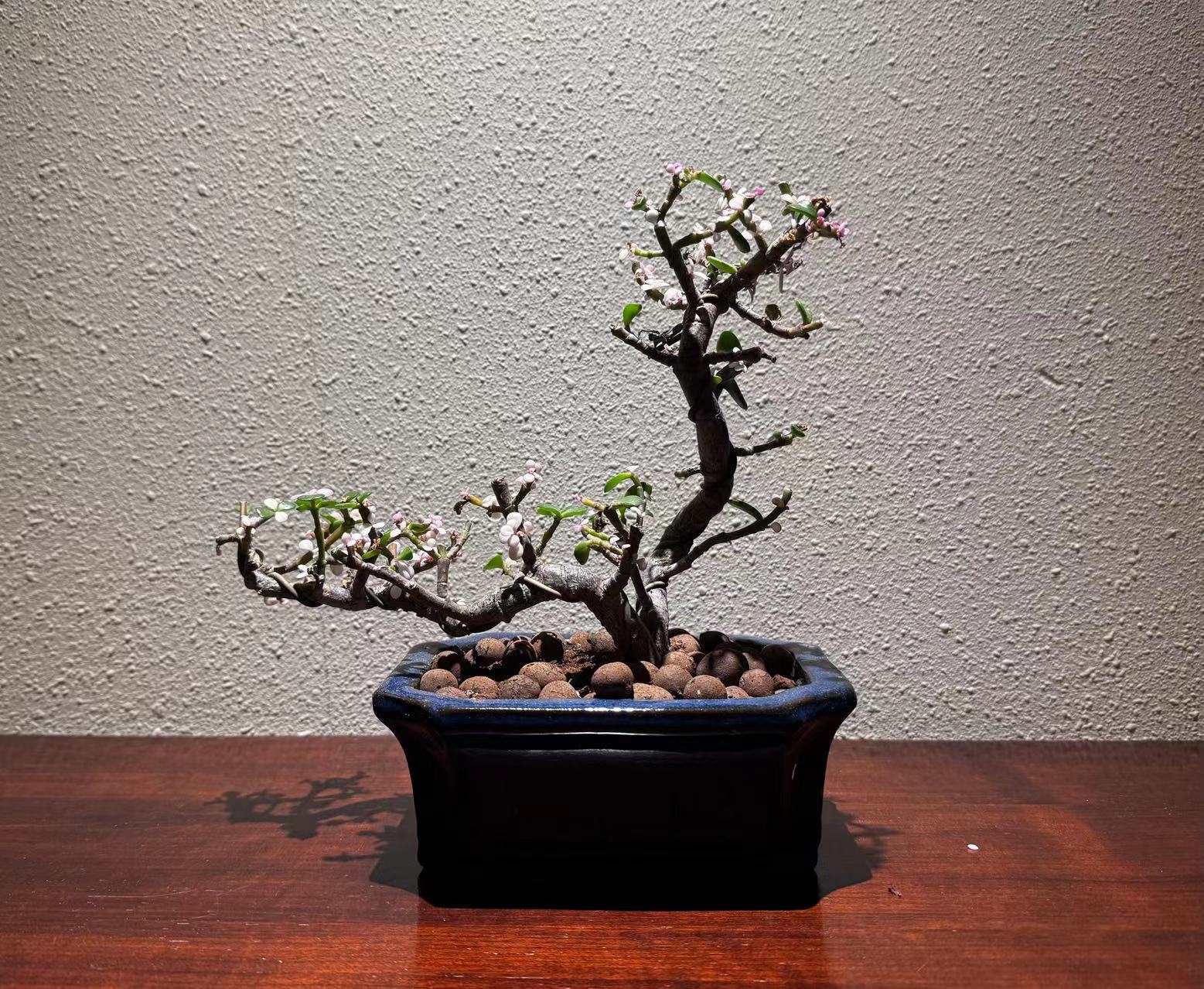 圖文圖片