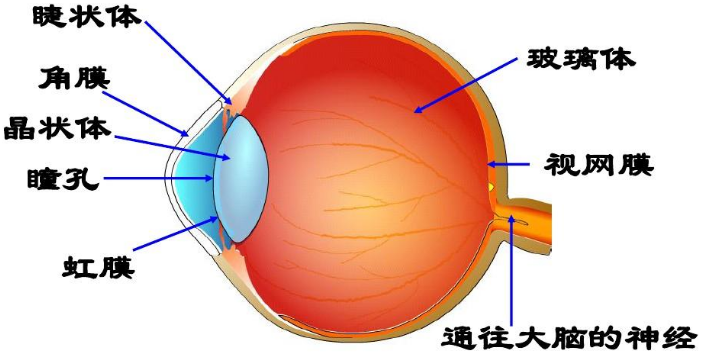 圖片